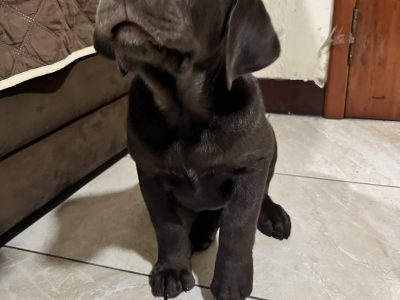 Cachorro Labrador Retriever Chocolate.