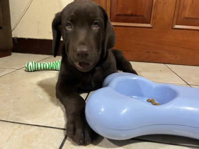 Cachorro Labrador Retriever Chocolate.