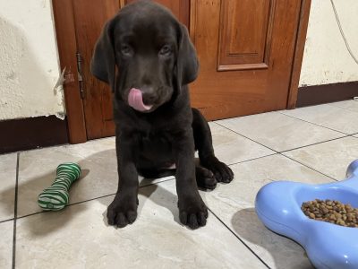 Cachorro Labrador Retriever Chocolate.