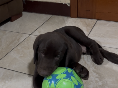 Cachorro Labrador Retriever Chocolate.
